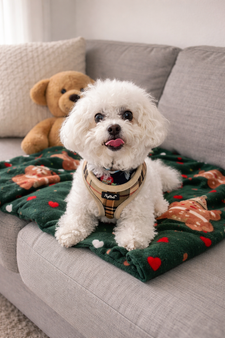 In-home dog boarding Irvine Orange County