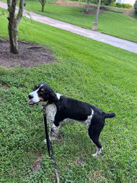 Happy dog during Irvine dog boarding stay