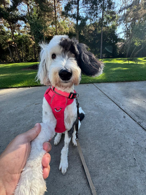 Irvine dog boarding with daily park walks