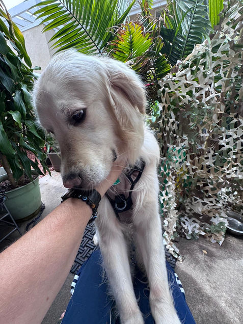 In-home dog boarding with park walks Irvine