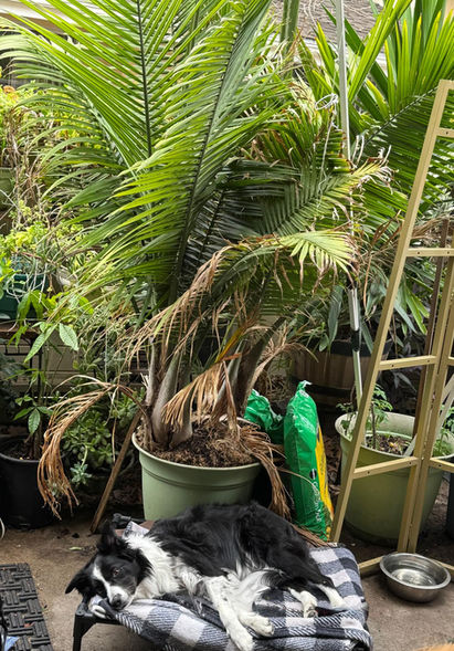 Dog sleeping on blanket amidst plants, Irvine Dog Boarding