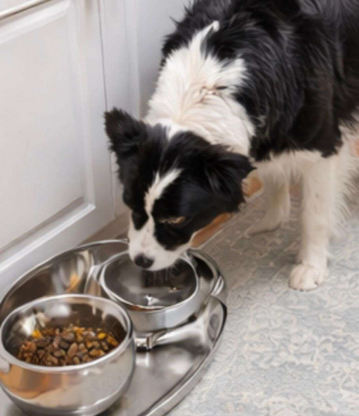 Happy pet care and dog boarding Irvine