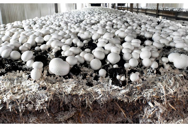 mushroom, shuruwaatagri