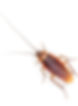 cocaroach