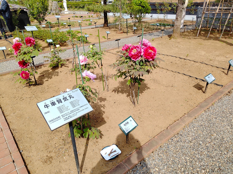 薬草見本園。右奥の建物はツムラ漢方記念館。方剤ごとにまとめて栽培されている。