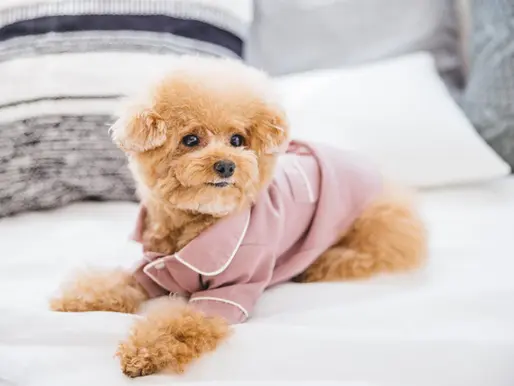【ベーリンガーインゲルハイム】「大切な家族との別れ」に寄り添う――ペット（犬・猫）も対象の忌引き休暇を日本3法人で導入