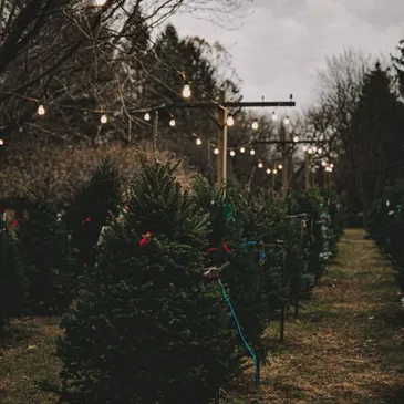 Rows of fresh-cut Christmas trees available for purchase, set against a rustic holiday backdrop at Peacock Road Family Farm’s tree lot.