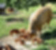 Schweinefamilie