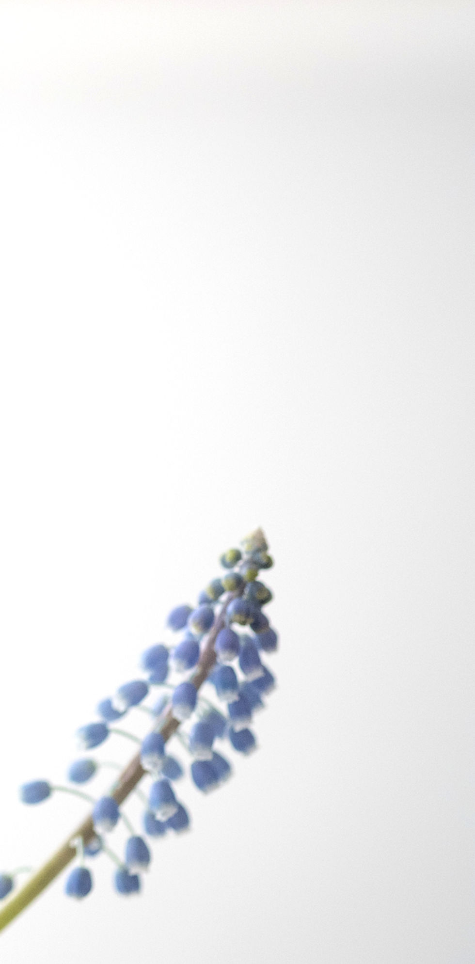 blue baby bell flowers