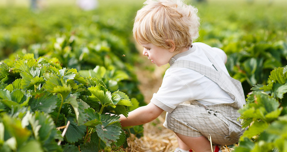 Boy cueillette des petits fruits
