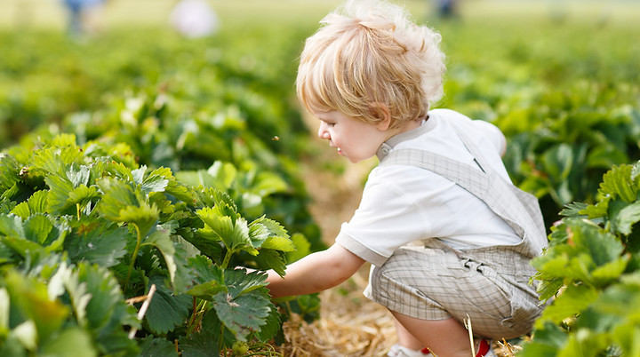 Boy cueillette des petits fruits