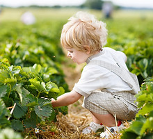 Boy Picking Berries