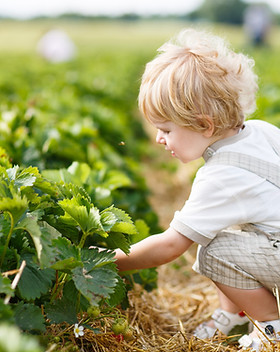 Boy Picking Berries