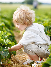 Boy Picking Berries
