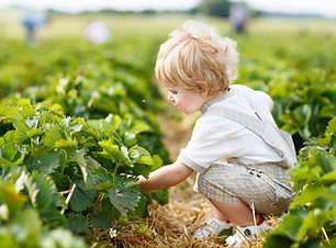 Boy Picking Berries