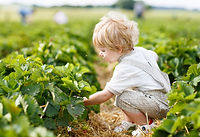 Boy cueillette des petits fruits