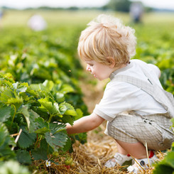 Child safety - Natural Pest Spray