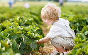 Boy Picking Berries
