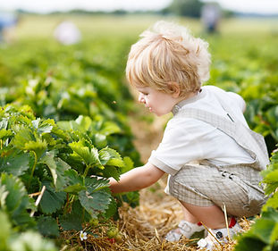 Boy Picking Berries