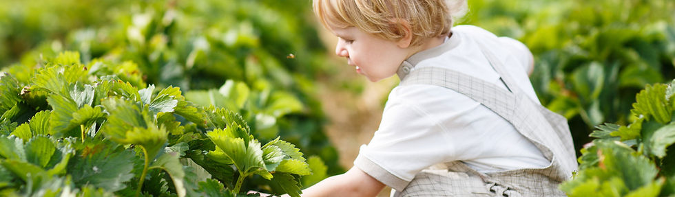 Boy Picking Berries