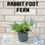 Thumbnail: Rabbit Foot Fern, Spider Fern, Pet Safe