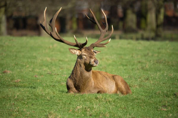 cerf.webp