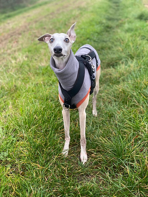 whippet friendly boarding kennel.jpg