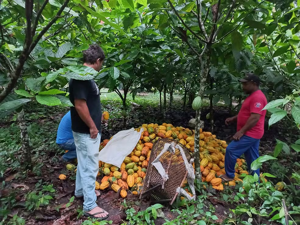 Colheita de cacau na região do Médio Xingu, no Estado do Pará — Foto: Synergia Socioambiental