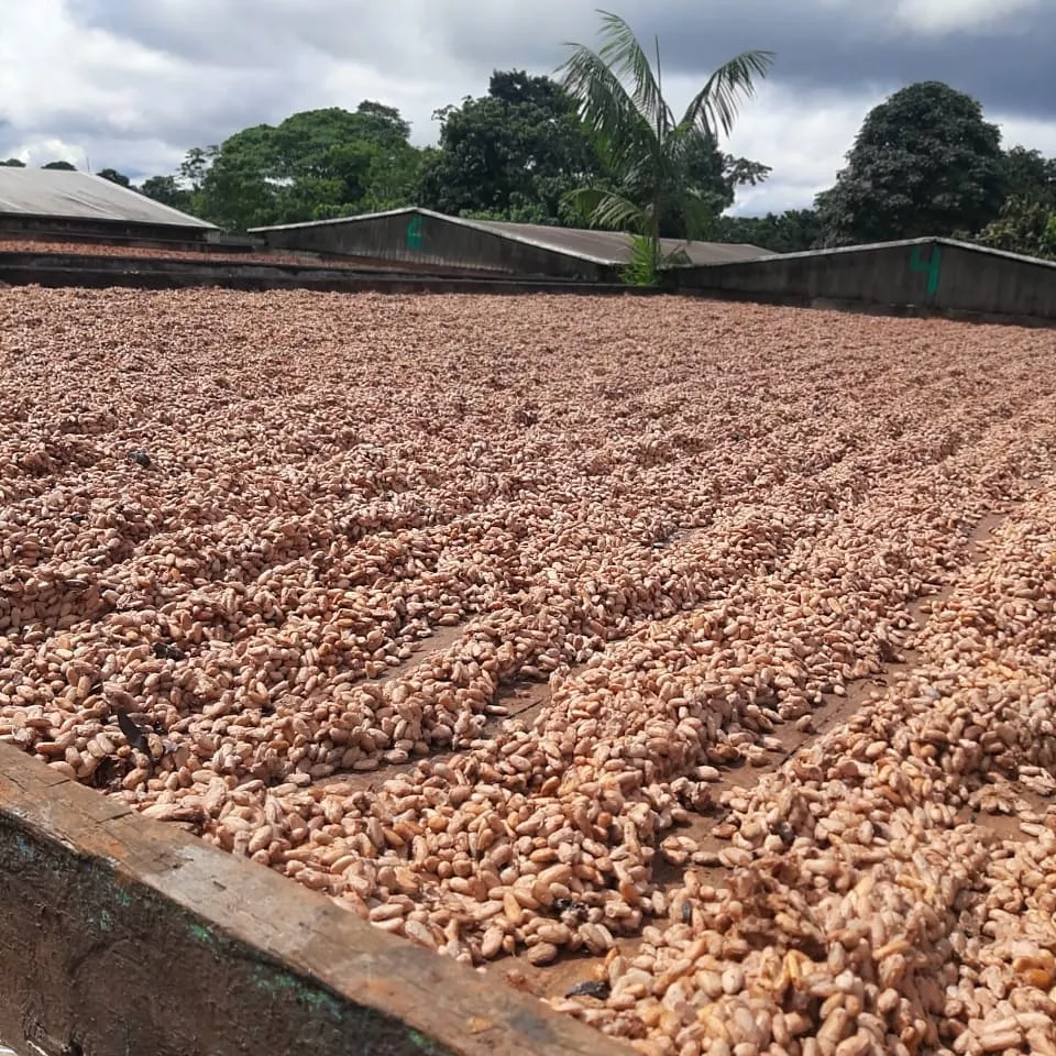 Amêndoas de cacau torradas e moídas podem ser coadas, dando origem a uma bebida semelhante ao café (Foto: Divulgação)