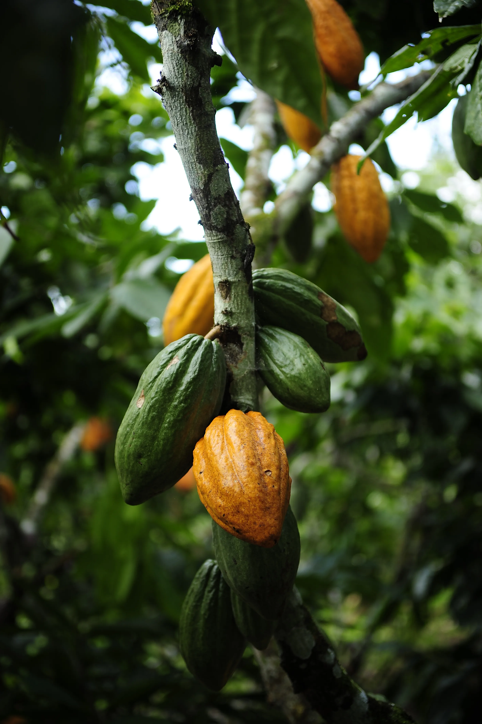 Cacau é coonhecido como antioxidante (Foto: Ernesto de Souza / Ed. Globo)