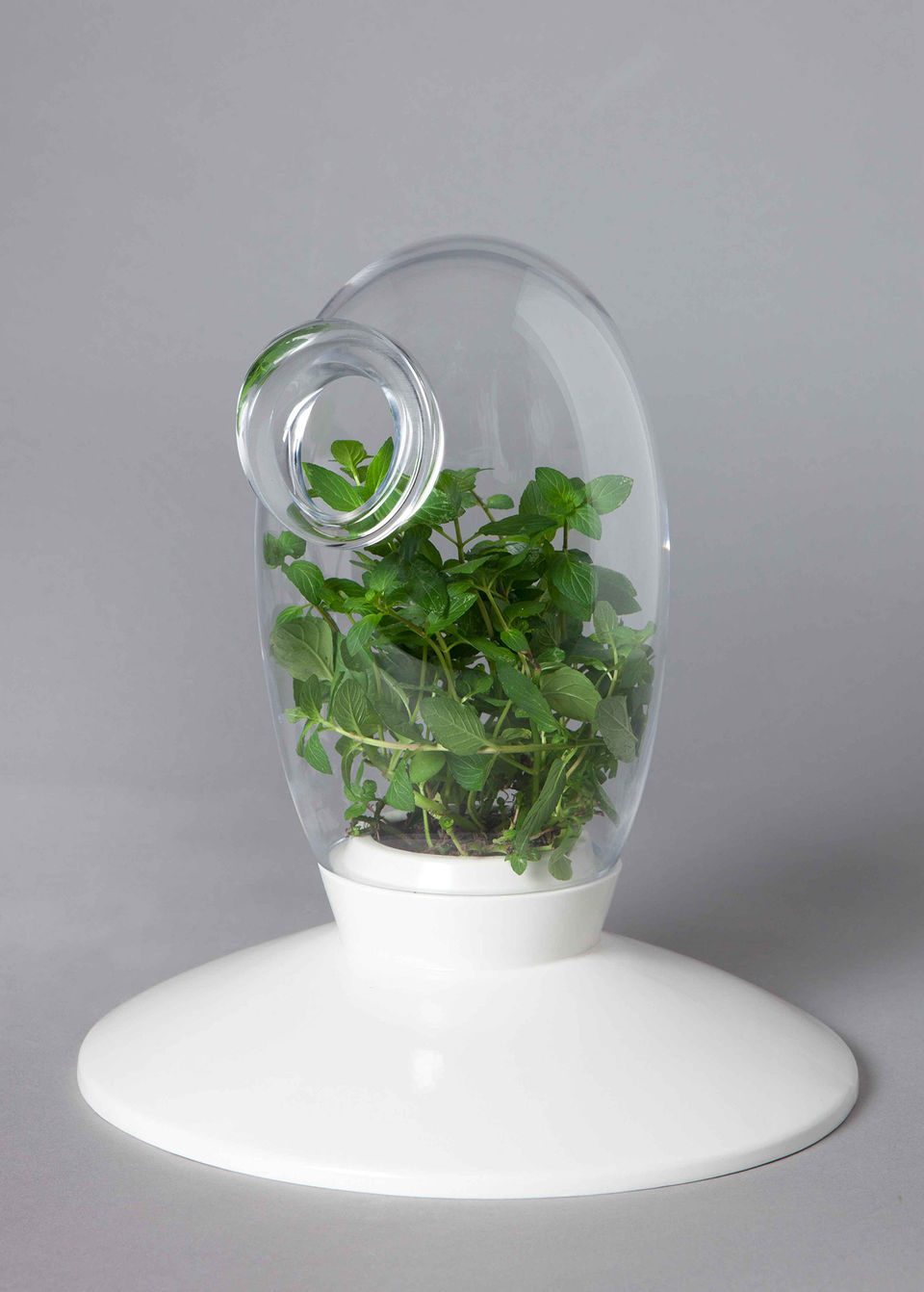 design , objet, verre, porcelaine, plante, terrarium, objet design, Camille Reidt