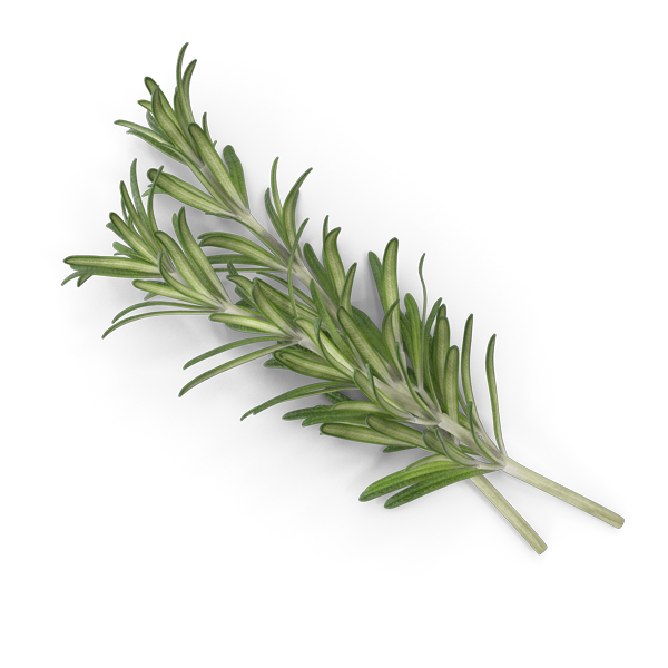 Fresh Rosemary.B11.2k.png