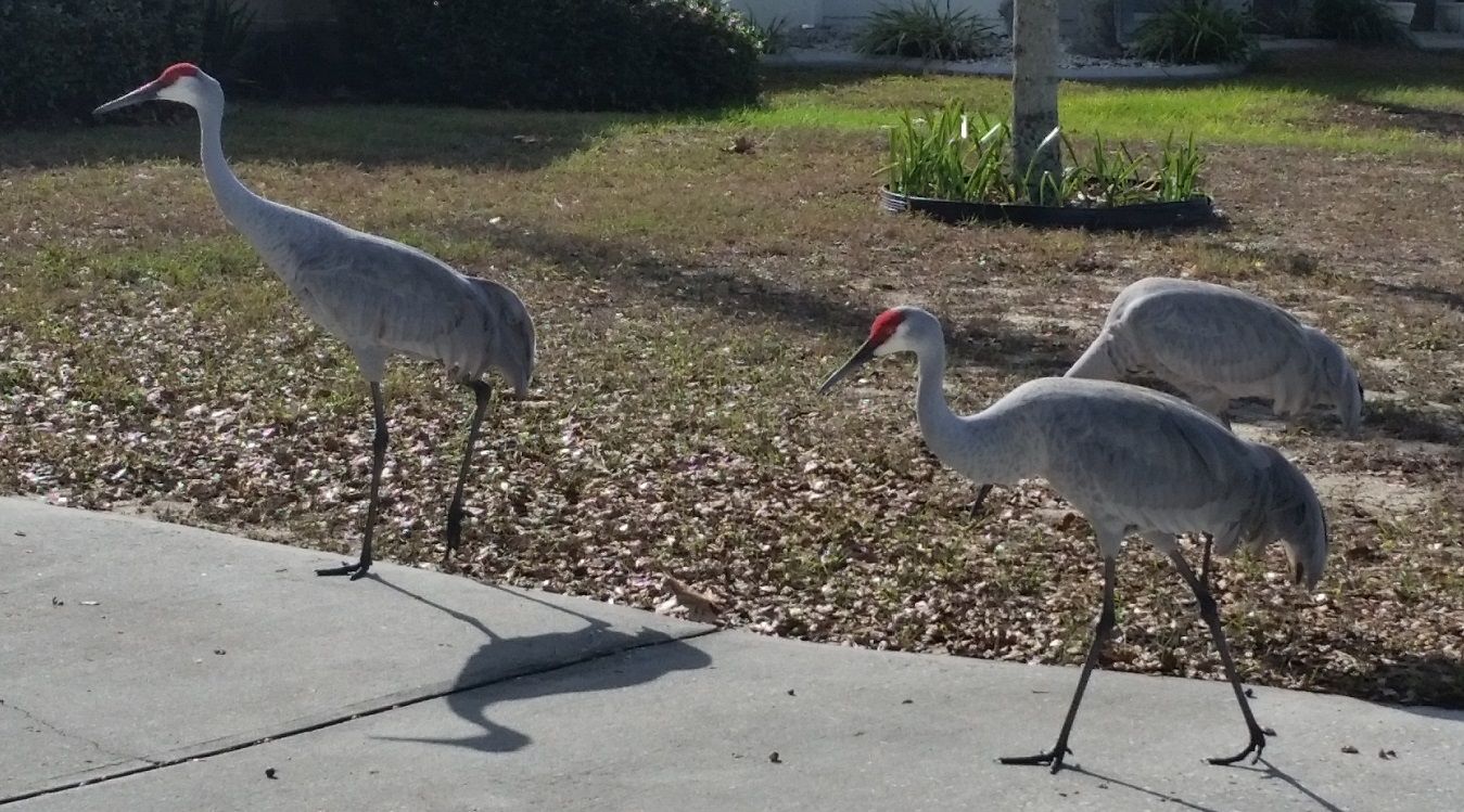 Davenport Florida Pictures