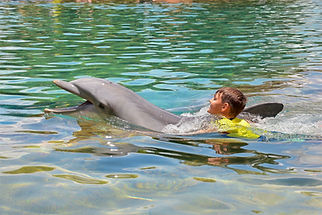 discovery-cove-sea-world-orlando-swim-dolphin-ride
