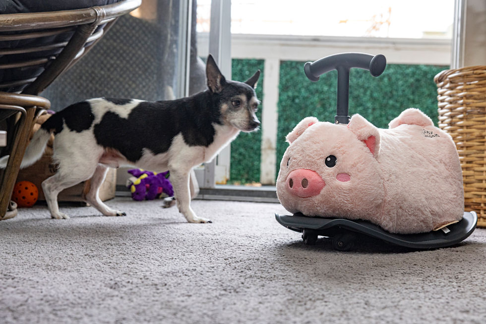 Thumbnail: Yvolution Plush My Buddy Roller