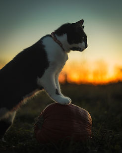 Black and white cat standing on a pumpkin at sunset in a grassy field. The warm light and pose create a playful, seasonal moment in pet photography.