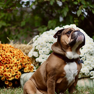 Bulldog posed in a seasonal outdoor setup with a hay bale, pumpkin, and mums behind her.