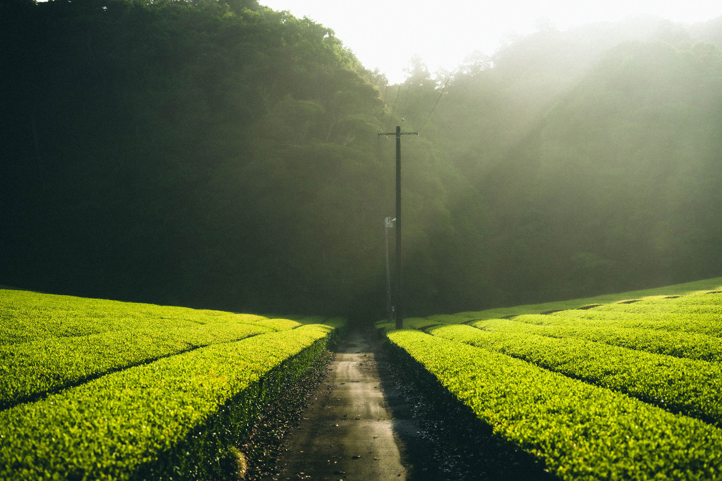 朝の茶畑