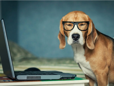 🐾 Take Your Dog to Work Day 2025: Bringing Joy (and Wagging Tails) to the      Workplace
