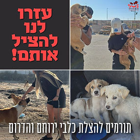 בנר מבצע הצלות כלבים מירוחם.jpeg