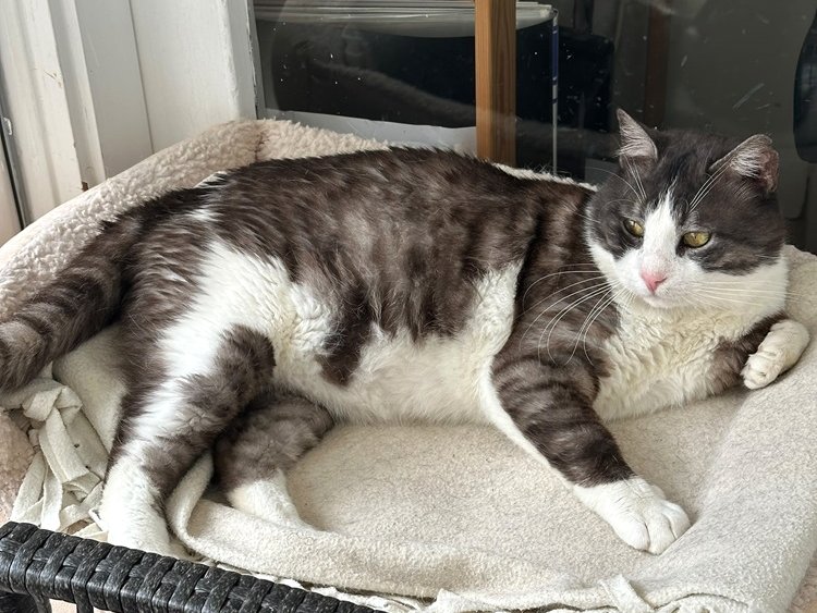 טולוז - חתולים לאימוץ