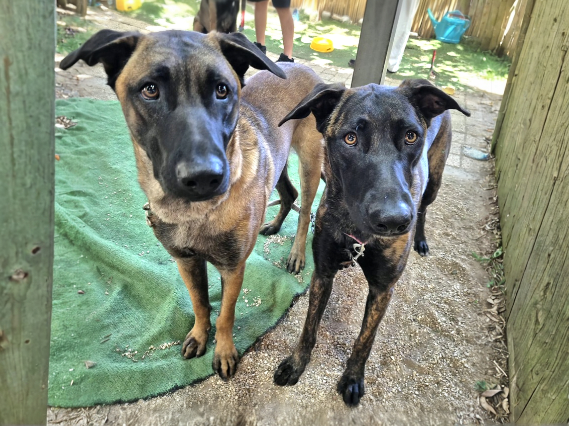 דאצ'ה וסידני - כלבים לאימוץ