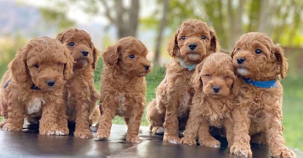 Mini Goldendoodle Puppies in Utah