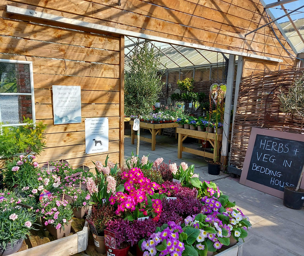View inside Avon Mill garden centre, showing brightly coloured flowers