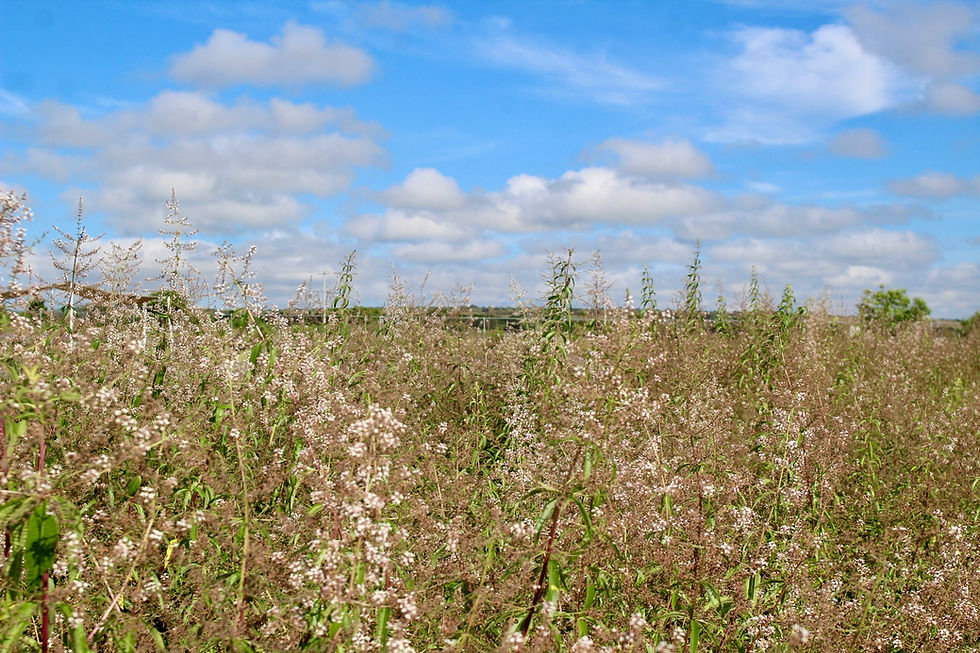 Miniatura: Imagen panoramica de la plantacion de verbena cuando tiene flor y las ramas comienzan a secarse