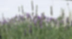 Plantas de lavanda de la granja lavyn