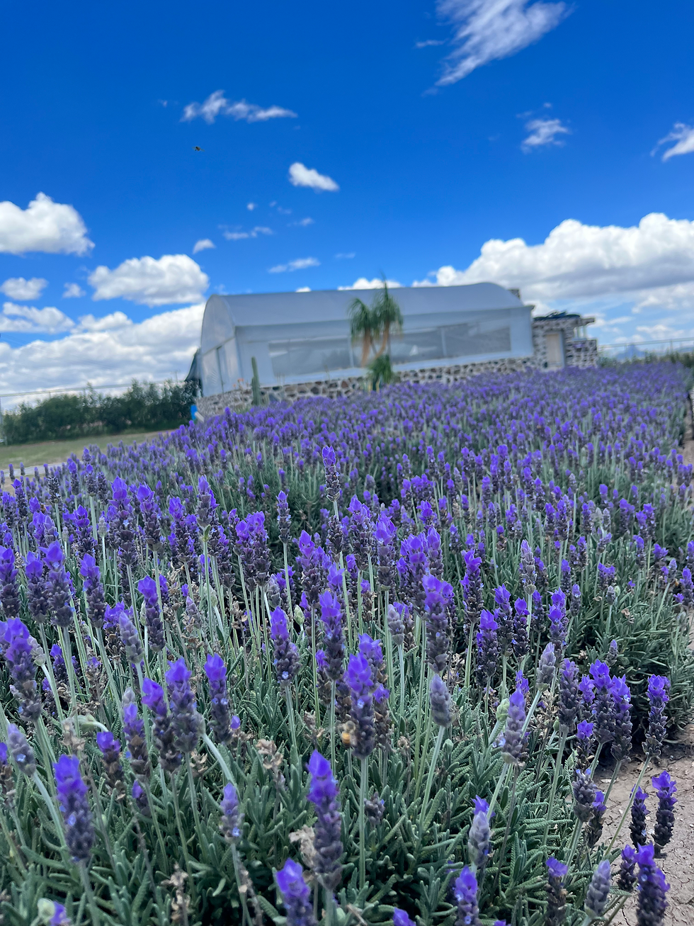 Miniatura: Vista panoramica de flores de lavanda con el invernadero atrás
