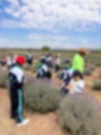 Alumnos cortan flores de lavanda durante su visita a lavyn