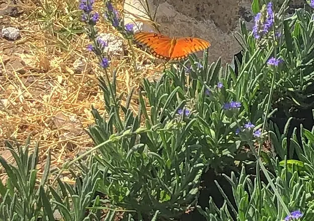 Lavyn Granja de Lavanda en Tequisquiapan Qro.
