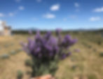 Ramo de flores de lavanda moradas recien cortadas